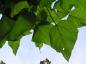 Preview: Catalpa bignonioides 'Nana'