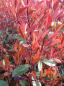 Preview: Photinia fraseri 'Red Robin'