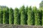 Preview: Thuja plicata 'Martin'