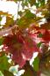 Preview: Quercus rubra