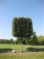 Preview: Tilia cordata 'Greenspire'