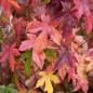 Preview: Liquidambar styraciflua