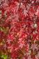 Preview: Liquidambar styraciflua 'Worplesdon'