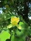 Preview: Liriodendron tulipifera