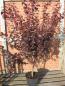 Preview: Prunus cerasifera 'Nigra' CAC