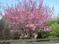 Preview: Prunus 'Accolade' CAC