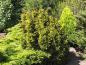 Preview: Taxus baccata 'Semperaurea'