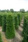 Preview: Taxus baccata