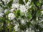 Preview: Amelanchier lamarckii