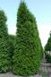 Preview: Thuja occidentalis 'Brabant'