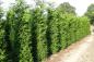 Preview: Thuja plicata 'Martin'