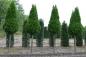 Preview: Thuja occidentalis 'Smaragd'