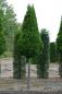 Preview: Thuja occidentalis 'Smaragd'