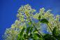 Preview: Sambucus nigra