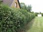 Preview: Ligustrum vulgare 'Atrovirens'