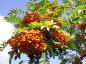 Preview: Sorbus intermedia