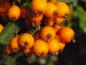 Preview: Sorbus intermedia