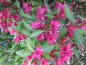 Preview: Weigela 'Bristol Ruby'