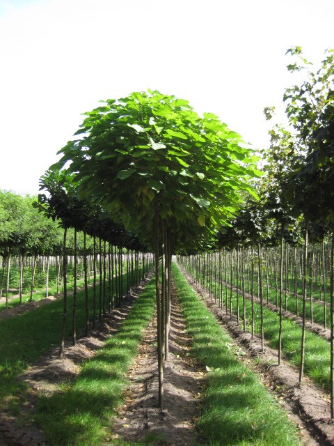 Catalpa bignonioides