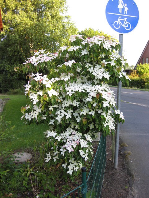 Cornus kousa chinensis