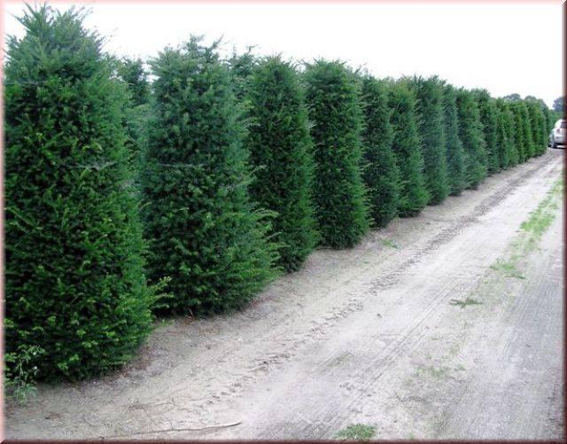 Taxus baccata