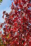 Liquidambar styraciflua 'Worplesdon'