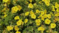 Potentilla fruticosa 'Goldteppich'