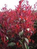 Photinia fraseri 'Devil's Dream' -R-