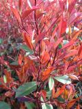 Photinia fraseri 'Red Robin'