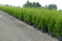 Thuja occidentalis 'Brabant'