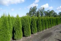 Thuja occidentalis 'Smaragd'