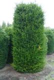 Taxus baccata