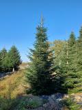 Weihnachtsbaum, Abies nordmanniana