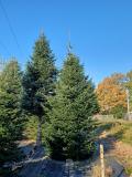 Weihnachtsbaum, Abies nordmanniana