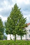 Tilia cordata 'Greenspire'