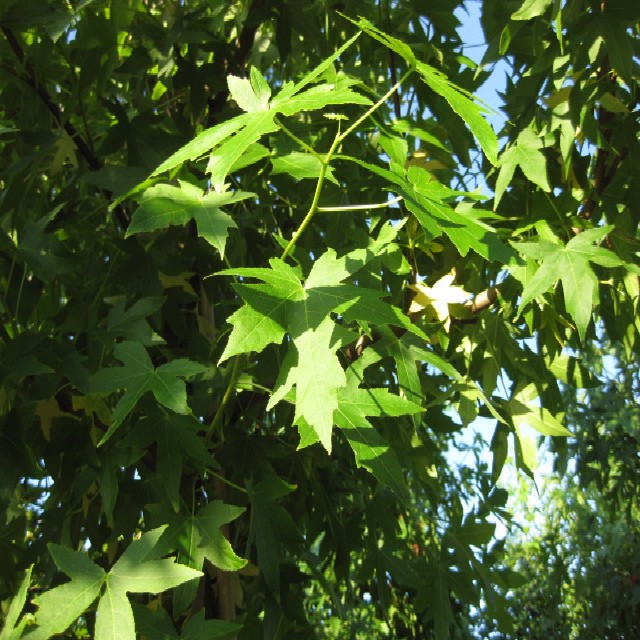 Liquidambar styraciflua