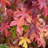 Liquidambar styraciflua