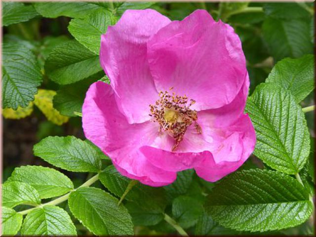 Rosa rugosa