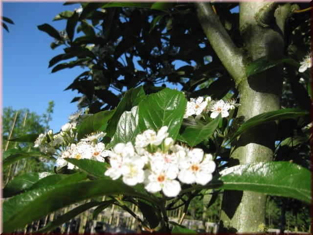 Crataegus lavallei 'Carrierei'