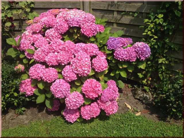 Hydrangea macrophylla in Sorten - Kopie