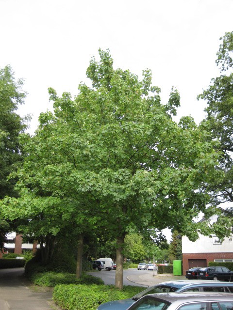 Acer pseudoplatanus 'Bruchem'