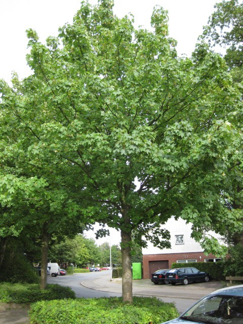 Acer pseudoplatanus