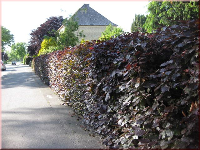 Fagus sylvatica purpurea