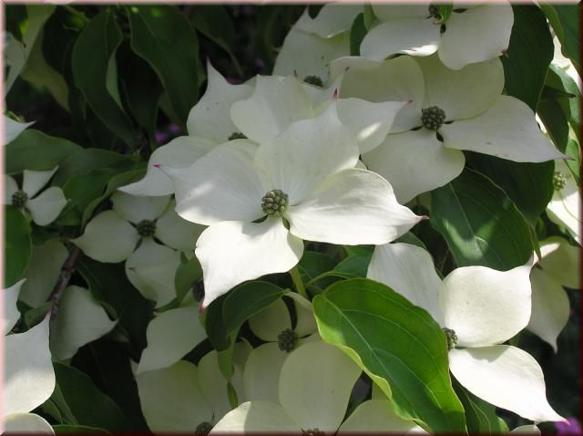 Cornus kousa chinensis