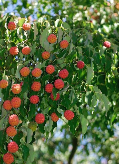 Cornus kousa chinensis