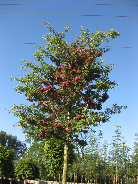 Crataegus laevigata 'Paul's Scarlet'