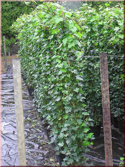 Hedera h. hibernica