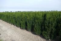 Taxus media 'Hillii'