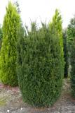 Taxus media 'Hillii'