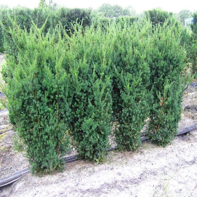 Taxus media 'Hicksii'